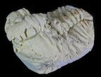 Calymene Celebra Trilobite - Illinois #64052-5